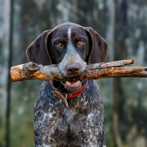 Pointer Köpek Satılık